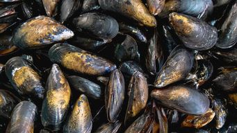 rige veda por marea roja en maldonado: exhortan a no comercializar ni extraer mejillones