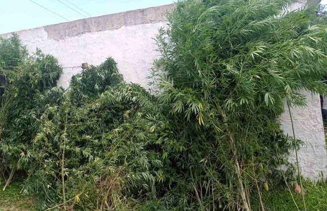 plantas-marihuana-tacuarembo-minterior.jpg