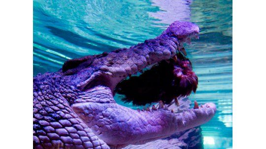 Cierran playa australiana por cocodrilo de cuatro metros