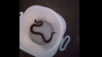 aparecio una crucera en la playa de punta yeguas: alternatus retiro el animal y explico que hacer en estos casos