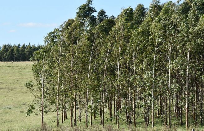 Bosque de eucaliptus