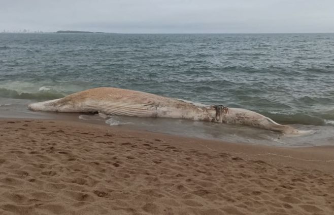 BALLENA--PUNTA-DEL-ESTE--MUERTA.jpg