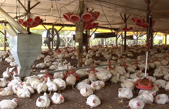 pollos-produccion-avicola.jpg