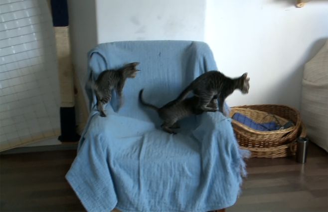gatos-rescatados-ong.jpg