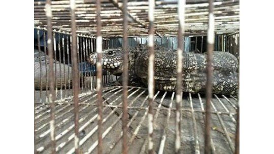 Incautaron 300 animales en ferias de Tristán Narvaja y Larravide