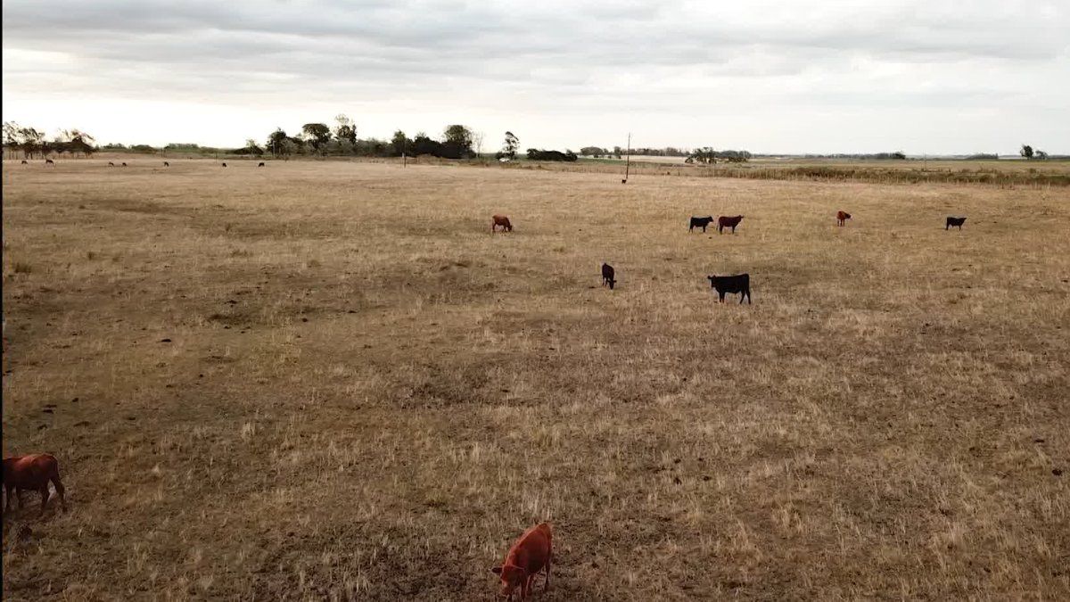 Tras lluvias, MGAP evalúa ayuda a productores afectados por la sequía; Federación Rural reclama medidas