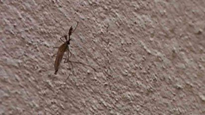 aumento de mosquitos: intendencia informo que se trata de culex y no transmite enfermedad