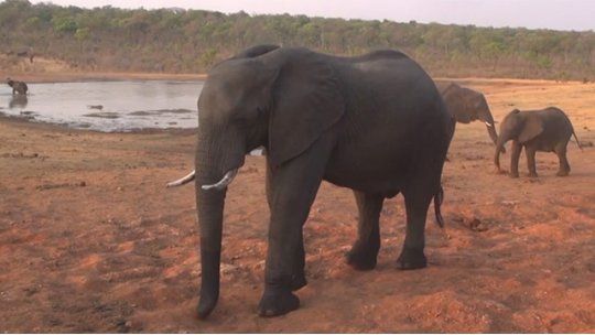 elefante