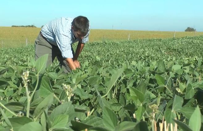 PRODUCTORES-DE-SOJA-PLANTA.jpg