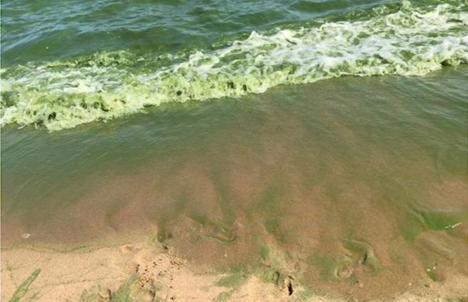 Cianobacterias-enero-foto-redes