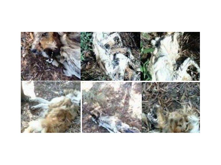 Denuncian hallazgo de perros colgados, cortados y baleados en Maldonado