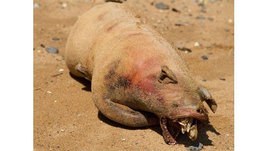La extraña criatura que apareció en EE.UU era un cerdo asado