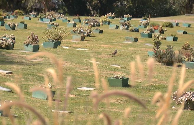 cementerio-mascotas-animales