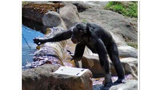 El chimpancé Santino ataca de nuevo con estrategia de engaño
