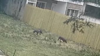 perros pitbull mataron a otro en el pinar; vecinos dicen que estan entrenados para atacar y reclaman acciones