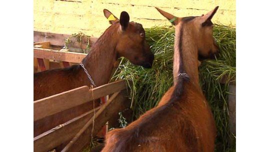 Expo Prado: cabras dan casi siete litros de leche por día
