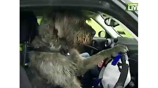 Perros manejan autos en Nueva Zelanda