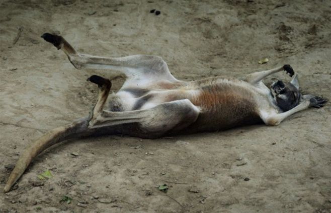 CANGURO-MUERTO-CHINA.jpg
