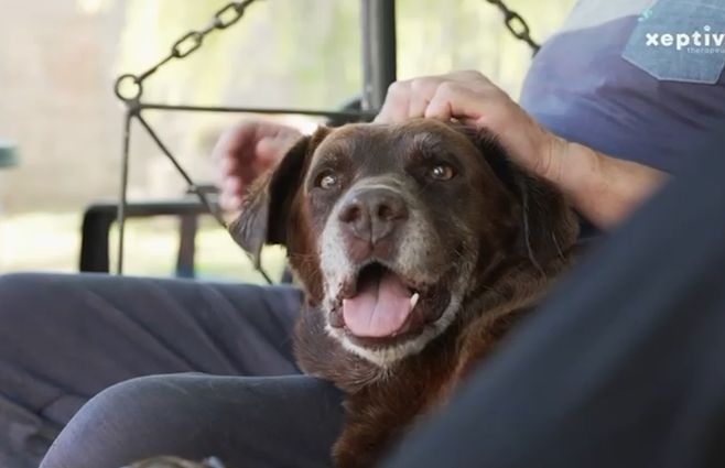 perro-labrador.jpg