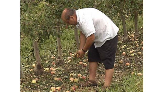 Cada granjero perdió unos U$S 200.000 por el granizo