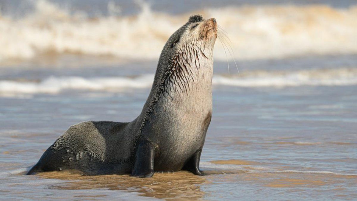 Playa del Cerro’s first bird flu case found in a sea lion