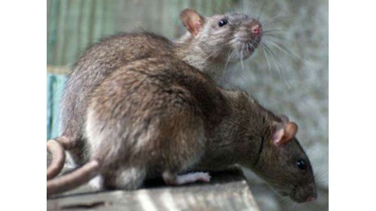 Joven de 17 años falleció por hantavirus en Colonia