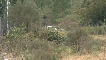 detuvieron a una mujer por el homicidio de un hombre que aparecio desmembrado en san luis