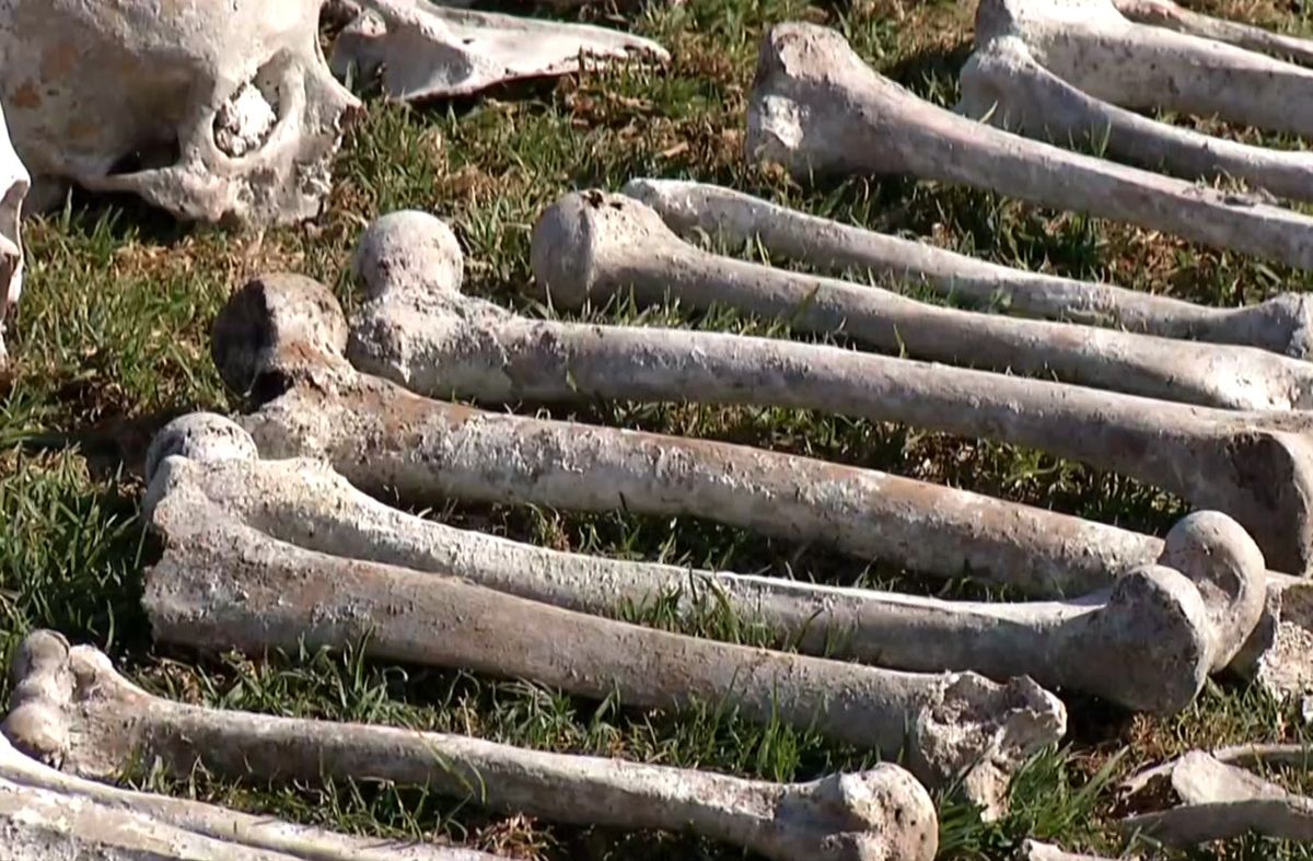 Foto: Subrayado. Huesos y cráneos hallados este viernes. Foto: Subrayado. Huesos y cráneos hallados este viernes.