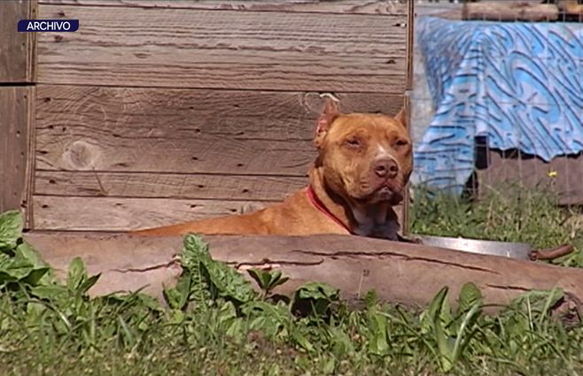 foto-pitbull-archivo