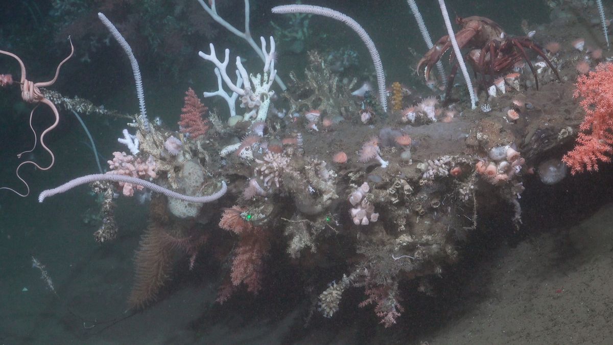 RopeAndAnemone. Fuente: Schmidt Ocean Institute
