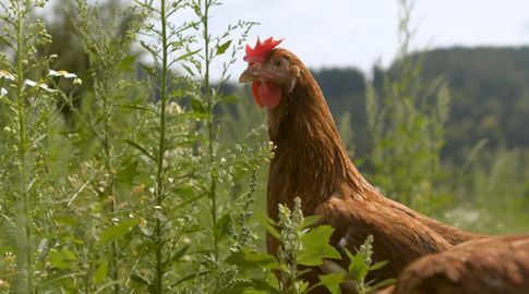 Productores avícolas, MGAP y MSP resolvieron suspensión preventiva y momentánea de importaciones por gripe aviar