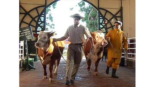 Así trabajan los peones con los animales en la Expo Prado