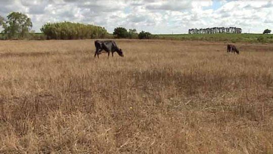 vaca seca