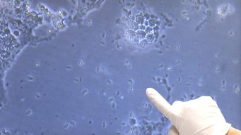 es un hito en la investigacion: cientificas del pasteur disenaron modelo in vitro que recrea parasito toxoplasma gondii