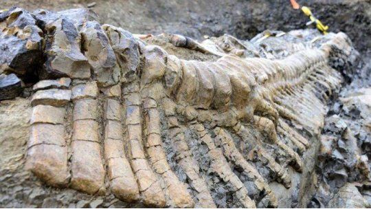 restos dinosaurio
