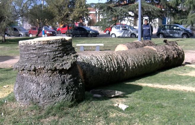 palmeras-canelones-picudo-tratamiento.jpg
