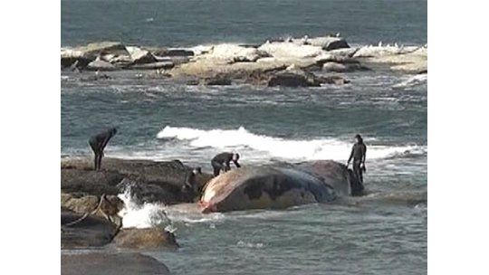 Sacarán a la costa a la ballena muerta en José Ignacio