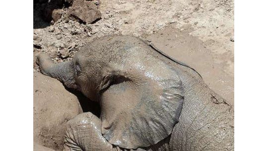 Impresionante rescate de una cría de elefante en Kenia