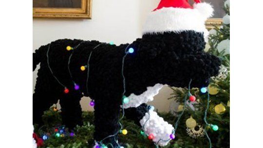 Bo, el perro de los Obama, comienza su segundo mandato