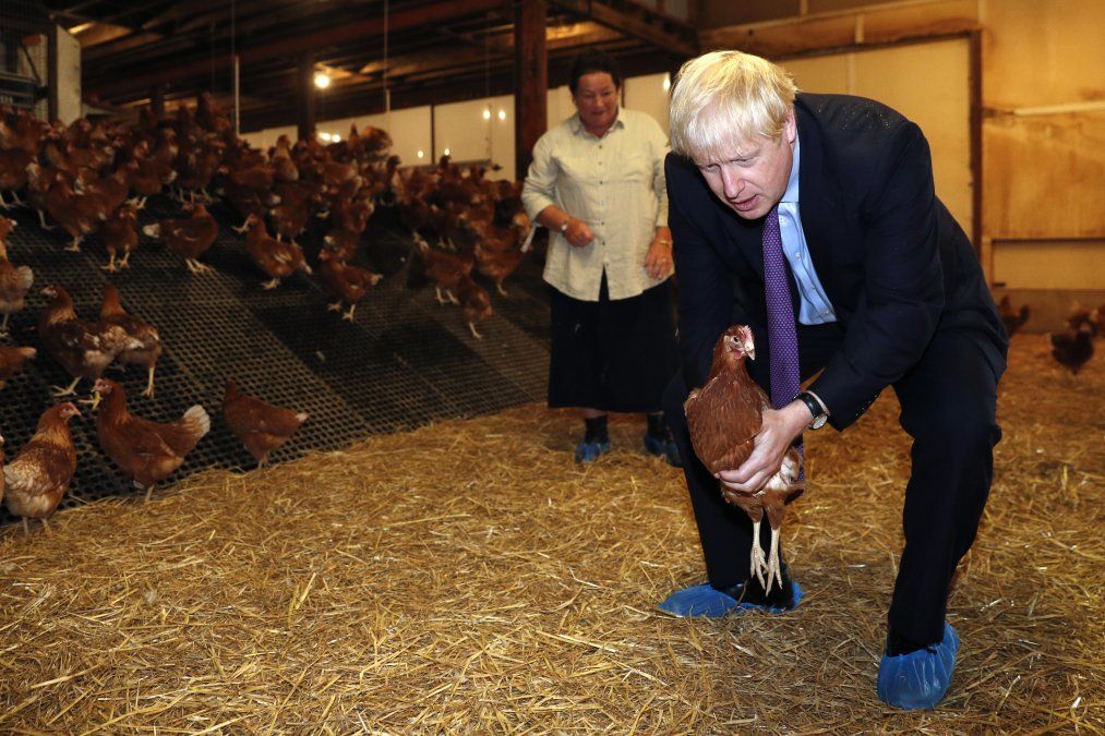 El primer ministro británico, Boris Johnson, sostiene una gallina durante su visita en apoyo a planes granjeros post Brexit.