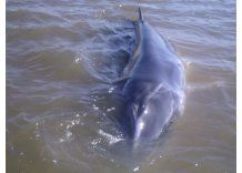 Insólito: apareció una ballena enana en la playa Trouville
