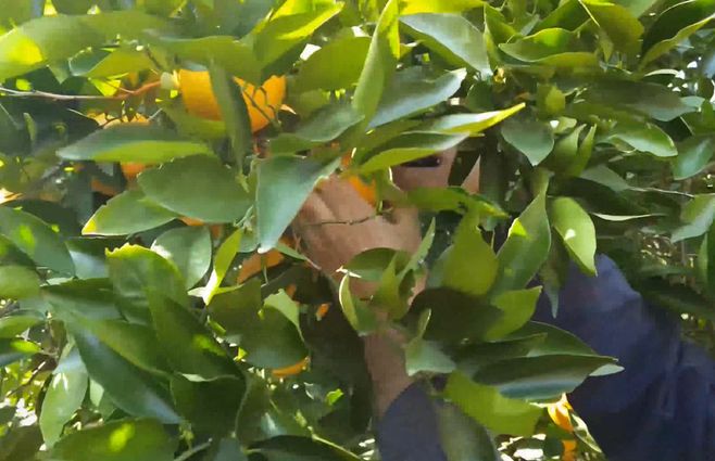 COSECHA-DE-LA-NARANJA.jpg