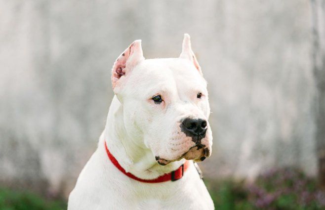 Crédito: Envato. Foto ilustrativa.