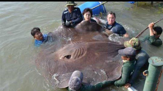 manta raya gigante