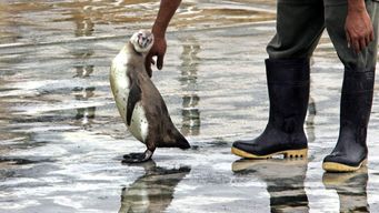 zoo de brasilia cierra temporalmente tras detectar casos sospechosos de aves muertas por gripe aviar