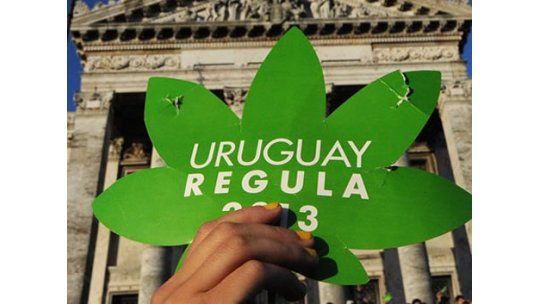 Productores de marihuana en Uruguay ganarán US$ 250.000 anuales