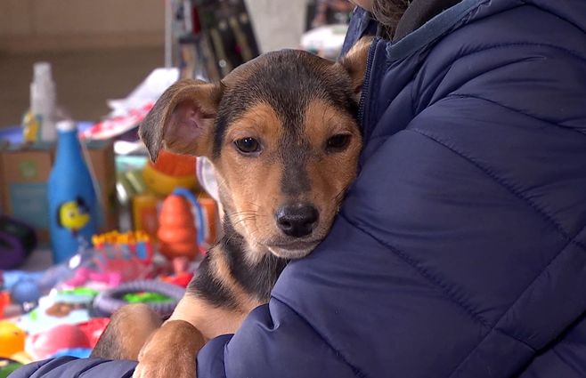 Perro-adopción-Montevideo