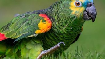 incautaron animales de trafico ilegal en colonia; llevan casi 300 ejemplares decomisados en cuatro meses