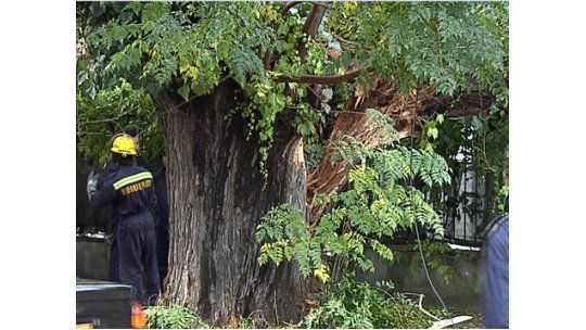 Tormenta dejó árboles caídos en toda la ciudad y techos volados
