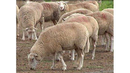 Cerca de 10.000 lanares murieron en Salto por el temporal